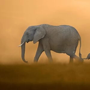 African Elephant (Loxodonta africana) mother with baby, walking, Masai Mara, Kenya (Composite image)