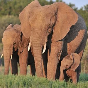African Elephant (Loxodonta africana) adult female with young calf and immature, standing in lowveld