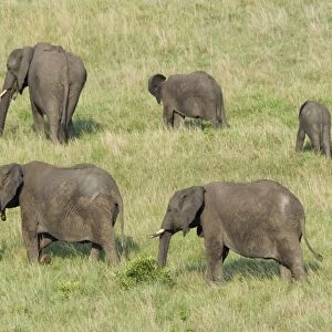 African Elephant (Loxodonta africana) family group, adults and young, feeding in grassland, Masai Mara, Kenya