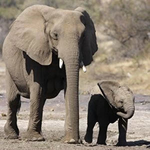 African Elephant (Loxodonta africana) adult female with calf, walking across dry riverbed, Botswana