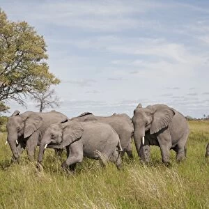 African Elephant (Loxodonta africana) adults with young, walking in wetland, Okavango Delta, Botswana