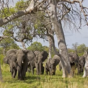 African Elephant (Loxodonta africana) adult females with calves, herd approaching through trees, Okavango Delta