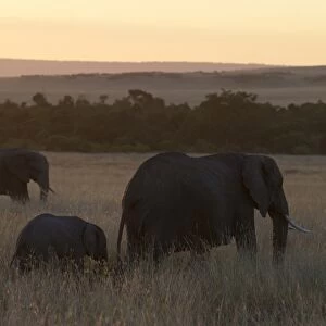 African Elephant (Loxodonta africana) adult females and calf, standing in savannah habitat at sunset, Masai Mara