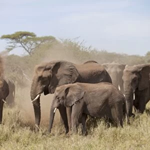 African Elephant (Loxodonta africana) adult females and calves, herd taking dustbath, Serengeti N. P. Tanzania, December