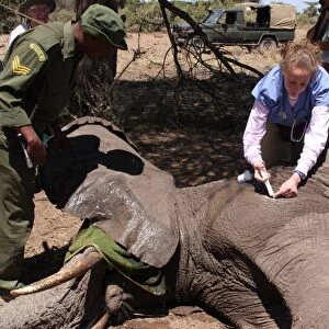 African Elephant (Loxodonta africana) adult, tranquilised and having bullet wounds treated by vet