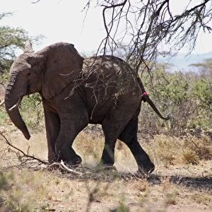 African Elephant (Loxodonta africana) adult, tranquilised with tranquiliser dart in rump