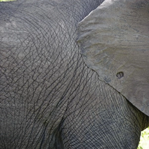 African Elephant (Loxodonta africana) adult, close-up of ear and body, Kruger N. P. Mpumalanga, South Africa