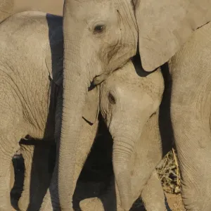 African Elephant (Loxodonta africana) two babies, playing, rubbing heads together, Mashatu Game Reserve, Tuli Block, Botswana African Elephant (Loxodonta africana) two babies, playing, rubbing heads together, Mashatu Game Reserve, Tuli Block, Botswana
