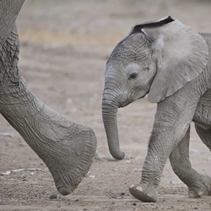 African Elephant (Loxodonta africana) baby, walking, following mother, Mashatu Game Reserve, Tuli Block, Botswana
