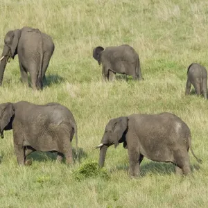 African Elephant (Loxodonta africana) family group, adults and young, feeding in grassland, Masai Mara, Kenya African Elephant (Loxodonta africana) family group, adults and young, feeding in grassland, Masai Mara, Kenya
