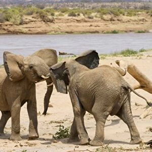 African Elephant (Loxodonta africana) two immatures, playfighting on riverbank, Samburu National Reserve, Kenya, August