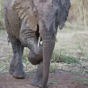 African Elephant (Loxodonta africana) juvenile, having mud bath at waterhole, scratching leg, Kruger N. P