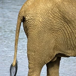 African Elephant (Loxodonta africana) Tail and feet