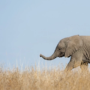 African Elephant (Loxodonta africana) young, walking through dry grass, Mashatu Game Reserve, Tuli Block, Botswana