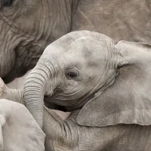 African Elephant Young Calf Print African Elephant Young Calf Print