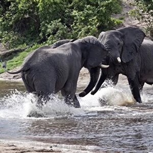 two African Elephants fight at small river cross Savuti Botswana
