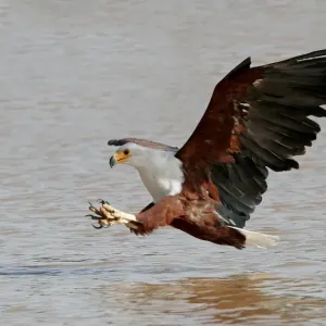 African Fish Eagle (Haliaeetus vocifer) adult, in flight, fishing, Lake Baringo, Kenya African Fish Eagle (Haliaeetus vocifer) adult, in flight, fishing, Lake Baringo, Kenya