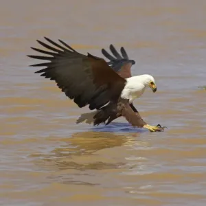African Fish Eagle (Haliaeetus vocifer) adult fishing, in flight over lake, Kenya African Fish Eagle (Haliaeetus vocifer) adult fishing, in flight over lake, Kenya