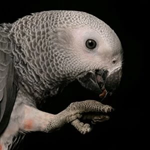 African Grey Parrot (Psittacus erithacus) adult, feeding, close-up of head