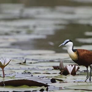 African Jacana, is well Adapted for walking on lilies