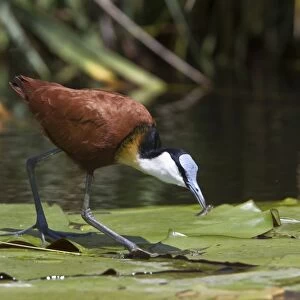 African Jacana, note the foot which is well Adapted for walking on lilies and the fish in its bill