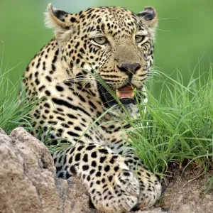 African Leopard (Panthera pardus pardus) adult, resting, Sabi Sabi Game Reserve, Kruger N. P. South Africa African Leopard (Panthera pardus pardus) adult, resting, Sabi Sabi Game Reserve, Kruger N. P. South Africa
