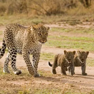 African Leopard Print: Female with Two Cubs Walking, Masai Mara African Leopard Print: Female with Two Cubs Walking, Masai Mara