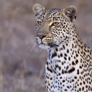 African Leopard Print - South Africa African Leopard Print - South Africa