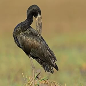 African Open-billed Stork (Anastomus lamelligerus) adult, preening, standing on mound of vegetation, Chobe River