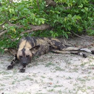 African Wild Dog (Lycaon pictus) adult, sleeping in shade, Okavango Delta, Botswana