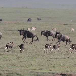 African Wild Dog (Lycaon pictus) adults, pack walking across grassland habitat with Blue Wildebeest (Connochaetus taurinus) herd, Serengeti, Tanzania