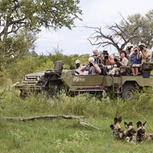 African Wild Dog (Lycaon pictus) adults, pack being watched and watched by tourists in vehicle, Okavango Delta