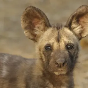 African Wild Dog Pup Print, Close-up of Head African Wild Dog Pup Print, Close-up of Head