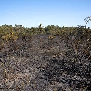 Aftermath of fire on heathland caused by either carelessness or arson, Ashdown Forest, East Sussex, England, June