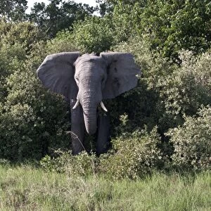 Aggressive ear flapping African Elephant threatens from Botswana bush