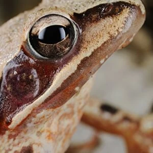 Agile Frog (Rana dalmatina) adult, close-up of head, Italy, april