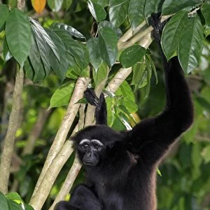 Agile Gibbon (Hylobates agilis) adult, sitting in tree (captive)