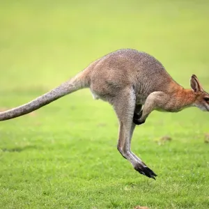 Agile Wallaby (Macropus agilis) adult, jumping, Australia Agile Wallaby (Macropus agilis) adult, jumping, Australia