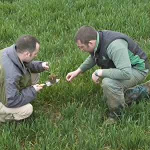 Agronomist and farmer examining wheat crop for disease on farm, Hertfordshire, England, april