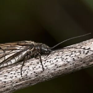 Alderfly (Sialis lutaria) adult, resting on stem, Crossness Nature Reserve, Bexley, Kent, England, may