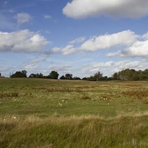 Aldringham walks conservation area, part of the Suffolk Sandlings managed by the RSPB