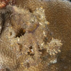 Algae Octopus (Abdopus aculeatus) adult, camouflaged on reef, Lembeh Straits, Sulawesi, Sunda Islands, Indonesia, May