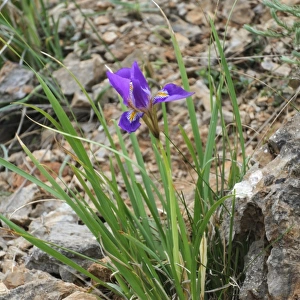 Algerian Iris (Iris unguicularis) flowering, Peloponesos, Southern Greece, april