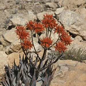 Aloe (Aloe hereroensis) Namibia