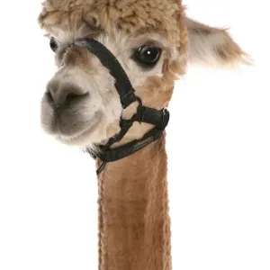 La alpaca (lama pacas), adulto con cortejo cortado, imagen de cabeza a gran distancia La alpaca (lama pacas), adulto con cortejo cortado, imagen de cabeza a gran distancia