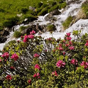 Alpenrose (Rhododendron ferrugineum) flowering, growing beside alpine stream, Engadin Valley, Swiss Alps, Switzerland