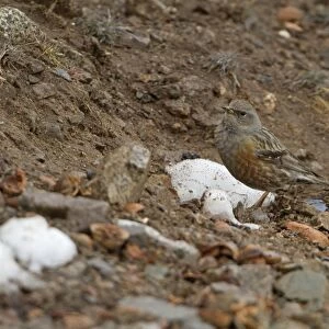 Alpine Accentor (Prunella collaris) adult, standing on ground beside patch on melting snow, Morocco, March