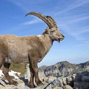 Alpine Ibex (Capra ibex) adult male, standing on rocks, Niederhorn, Swiss Alps, Bernese Oberland, Switzerland, June