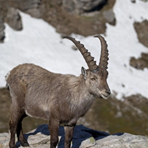 Alpine Ibex (Capra ibex) adult male, standing on rock, Niederhorn, Swiss Alps, Bernese Oberland, Switzerland, june