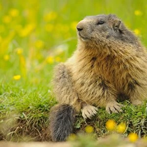 Alpine Marmot (Marmota marmota) adult, sitting amongst wildflowers, Italian Alps, Italy, june